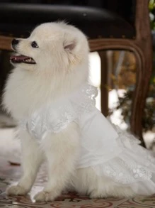 1入組珍珠和蕾絲設計寵物洋裝 - 白色 - 查看 3