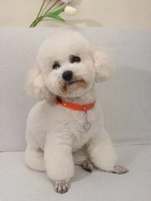 1pc Heart & Crown Decor Pet Collar - Orange - View 2