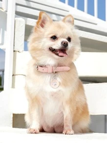 PETSIN 1pc PU Pet Collar - Baby Pink - View 4