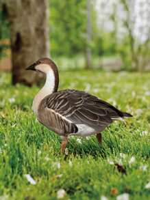 1 cọc trang trí sân vườn hình con vịt - Nhiều màu - Xem 1