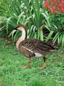 1 cọc trang trí sân vườn hình con vịt - Nhiều màu - Xem 4