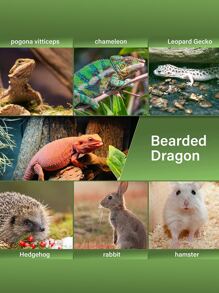 1pc Tie Dye Lizard Carrier Bag,Adjustable Bearded Dragon Carrier, Small Pets Crossbody Carrier Bag For Lizard, Portable Lizard Bag - Blue - View 5