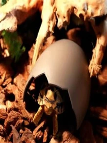 1pc Dinosaur Egg Design Random Pet Cave - Black - View 3