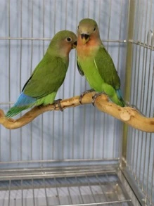 1 件天然杜鵑枝鱸適合鸚鵡訓練和玩耍,適合鳥籠 - 杏色 - 查看 1