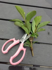 1入組碳素鋼修枝剪 - 彩色 - 查看 2