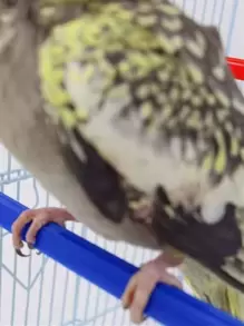 5pcs Solid Random Bird Standing Pole, Bird Finch Canary Budgie Cage Platform Plastic Bird Perch Random Color - Multicolor - View 5