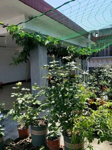 Pergola polyester cho cây leo, lưới tự làm có thể tái sử dụng để trồng cây, đồ dùng làm vườn, cấu trúc hỗ trợ cây trồng - màu xanh lá - Xem 5