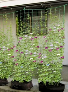 Pergola polyester cho cây leo, lưới tự làm có thể tái sử dụng để trồng cây, đồ dùng làm vườn, cấu trúc hỗ trợ cây trồng - màu xanh lá - Xem 3