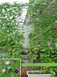 Pergola polyester cho cây leo, lưới tự làm có thể tái sử dụng để trồng cây, đồ dùng làm vườn, cấu trúc hỗ trợ cây trồng - màu xanh lá - Xem 2