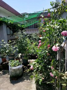 Pergola polyester cho cây leo, lưới tự làm có thể tái sử dụng để trồng cây, đồ dùng làm vườn, cấu trúc hỗ trợ cây trồng - màu xanh lá - Xem 6