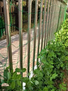 Polyester Pergola For Climbing Plants, Reusable DIY Net For Planting, Garden Supplies, Plant Support Structures - Green - View 5