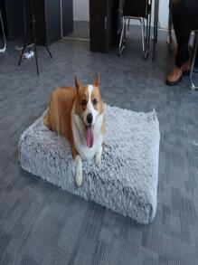 1 tấm lót chuồng thú cưng sang trọng chắc chắn - Màu Xám nhạt - Xem 2