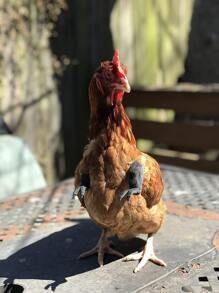 1pc Arm Design Chicken Costume - Black - View 1