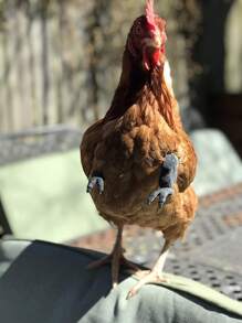 1pc Arm Design Chicken Costume - Black - View 2