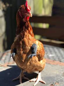 1pc Arm Design Chicken Costume - Black - View 4