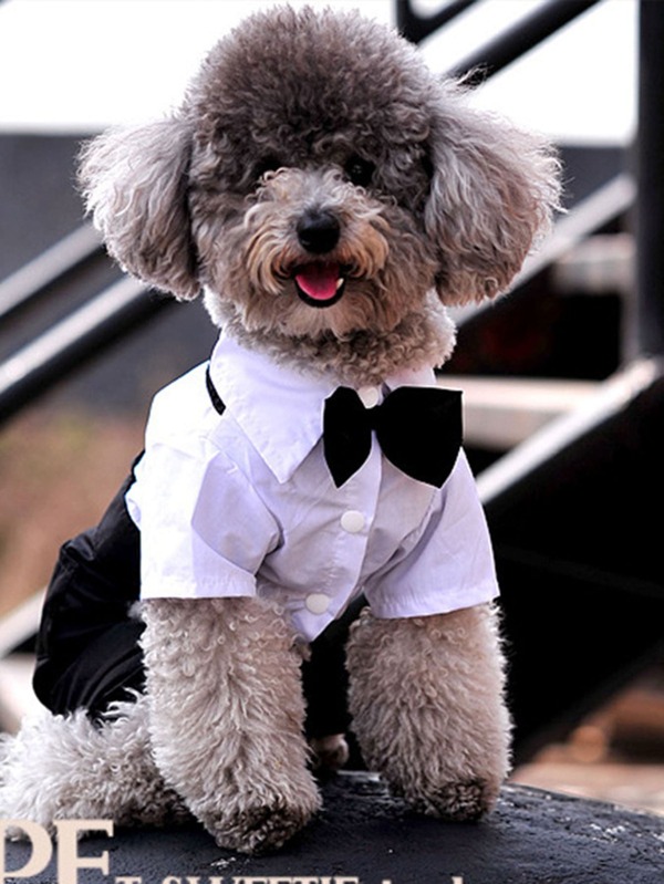 1pc Silky Thin Lapel 2 In 1 Dog Suit With Braces Trousers / Wedding Party Costume Suitable For Small And Medium-Sized Pets For Spring Autumn Wedding Parties And Daily Wear
