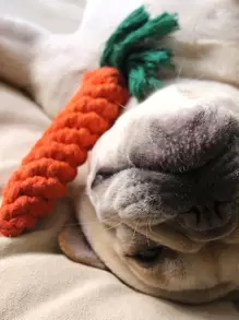 1入組胡蘿蔔設計寵物磨牙玩具