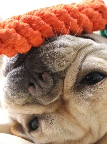 1入組胡蘿蔔設計寵物磨牙玩具