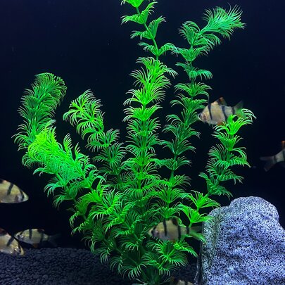 1入組塑料水族箱景觀人工水生植物