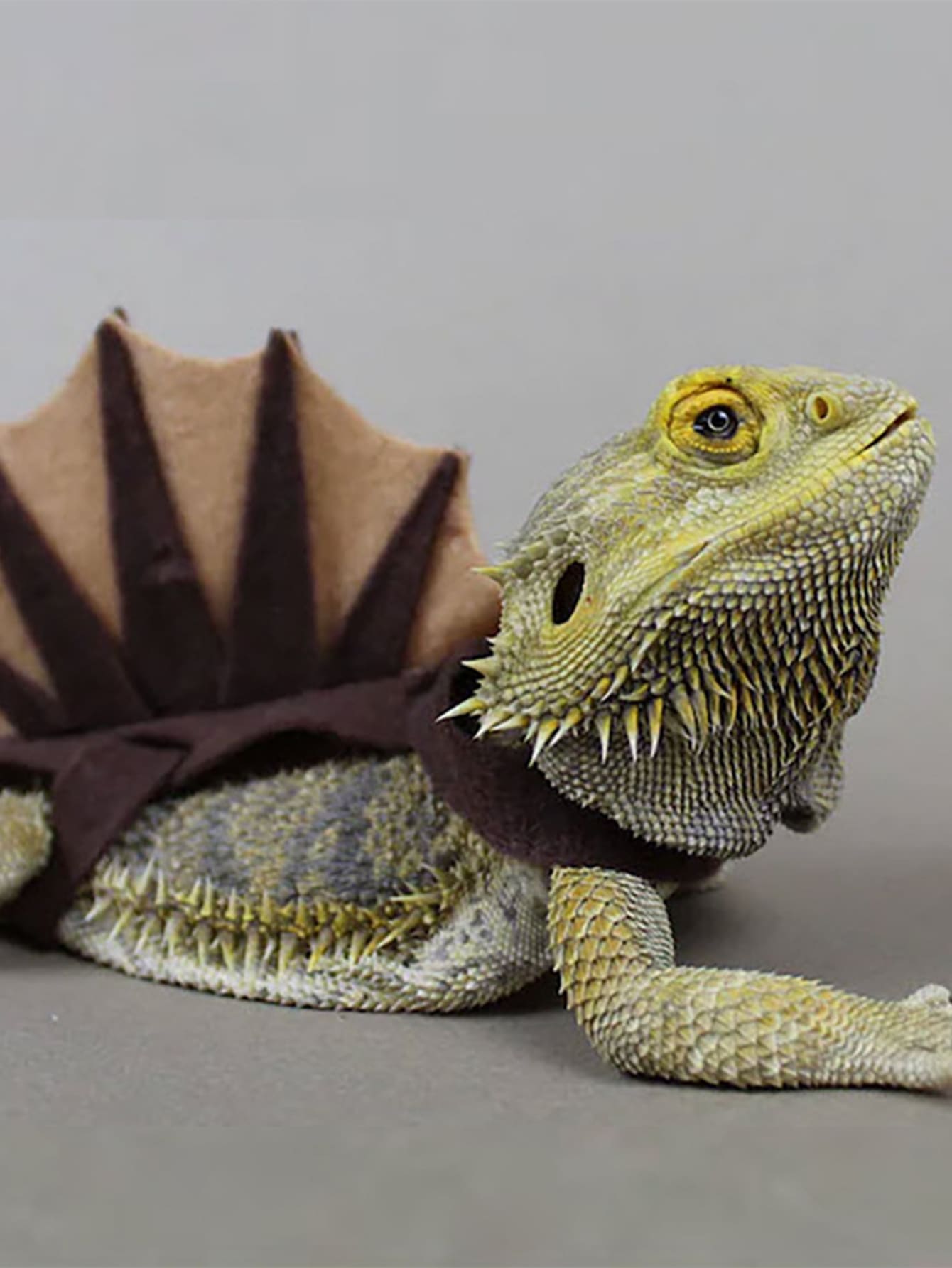 4 piezas Disfraz lagartija dinosaurio - Marrón - Ver 1