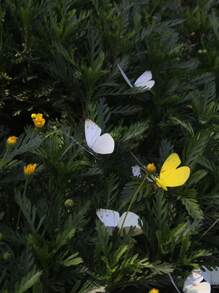 10入组PVC裝飾花園樁戶外蝴蝶裝飾景觀花園樁 - 彩色 - 查看 4