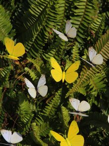 10入组PVC裝飾花園樁戶外蝴蝶裝飾景觀花園樁 - 彩色 - 查看 6
