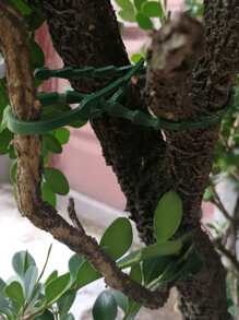 100入組可調節植物領帶、園林植物紮帶、種植用品、園藝工具