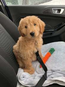 1pc Solid Pet Car Seat Belt - Black - View 5