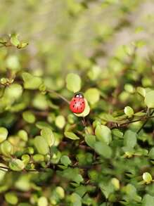 20pcs ABS Garden Ornament, Modern Ladybug Design Garden Statue For Garden