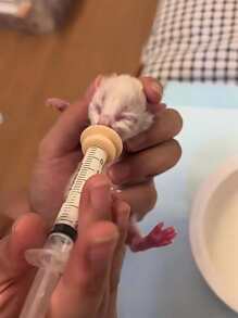 1入組寵物藥物餵食器，寵物矽膠公雞餵食手動餵食注射公雞餵養大鼠和松鼠公雞 - 彩色 - 查看 6