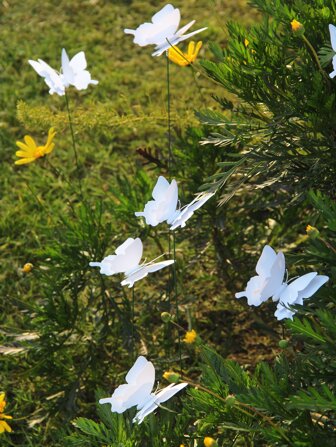 10/20/50pcs Pure White Butterfly Wedding Decorations, Waterproof PVC, 3D Realistic Butterfly, Suitable For Indoor And Outdoor, All Seasons