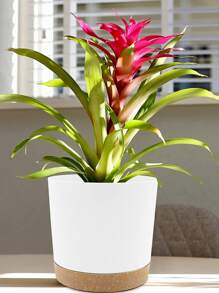 1入組塑膠植物白色花盆適用於植物 - 白色 - 查看 1