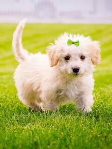 30pcs Bow Decor Random Pet Hair Clip - Multicolor - View 3