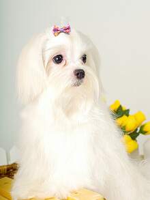 30pcs Bow Decor Random Pet Hair Clip - Multicolor - View 4