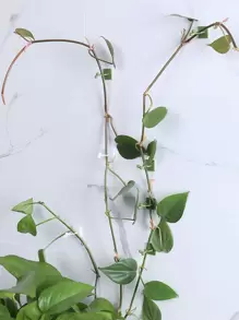 10 cái Ngẫu nhiên Thực vật Leo lên Tường Kẹp Cố định - màu xanh lá - Xem 7