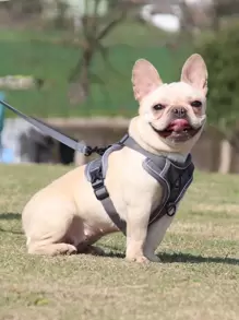 1set Pet Chest And Back Strap Set With Reflective And Breathable Vest Style Dog And Cat Carrier, Including Leash, Suitable For Small And Medium Sized Pets, Great For Outdoor Activities - Grey - View 2