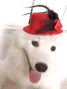 1 pieza Sombrero de mascota con diseño de flor al azar para gato con perro para accesorio para foto - Multicolor - Ver 2