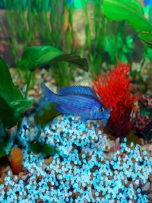 300 viên sỏi trang trí Polyresin, Đá trang trí tối giản phát sáng trong bóng tối cho sân vườn - trắng - Xem 5