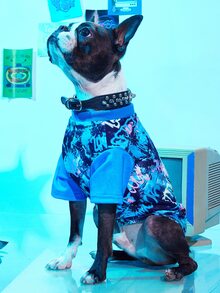PETSIN 1pc Cartoon Graphic Pet Tee For Dog And Cat For Summer - Blue - View 3