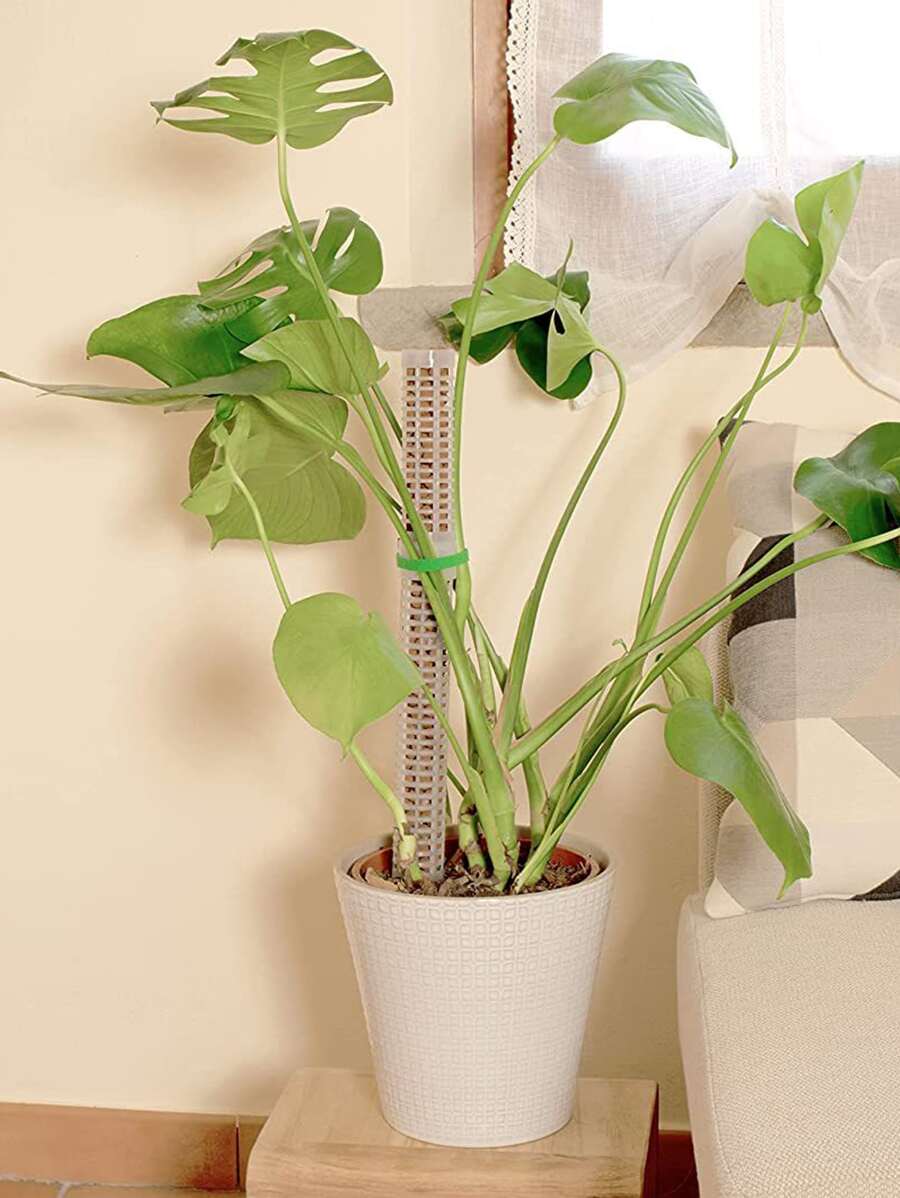 1set Plastic Plant Support Stake, Plant Climbing Holder For Plant - Clear - View 1