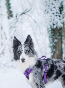 Truelove 1入組無拉式寵物背帶適用於貓和狗狗適用於戶外 - 紫色 - 查看 2