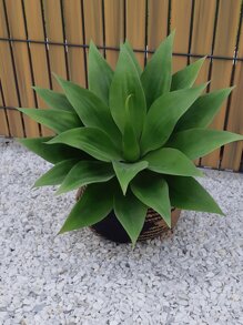 1片塑料人造樹葉現代人造植物適合家庭派對 - 綠色 - 查看 10