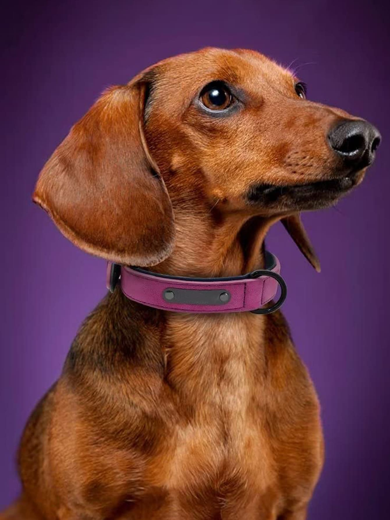 1 pieza Collar para mascota ajustable para perro con gato para exterior - Morado - Ver 1