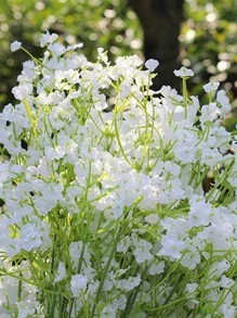 1pc 3-branches Artificial Baby's Breath Flower - White - View 4