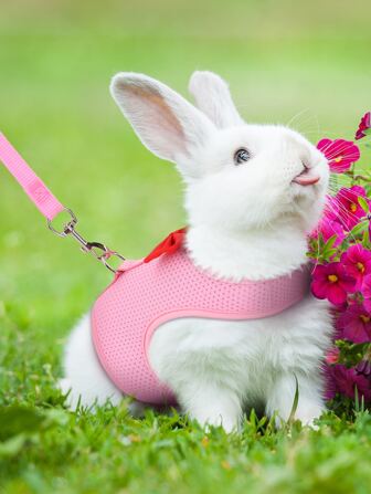 Supet 1pc Breathable Rabbit Harness & 1pc Leash For Small Animal For Outdoor