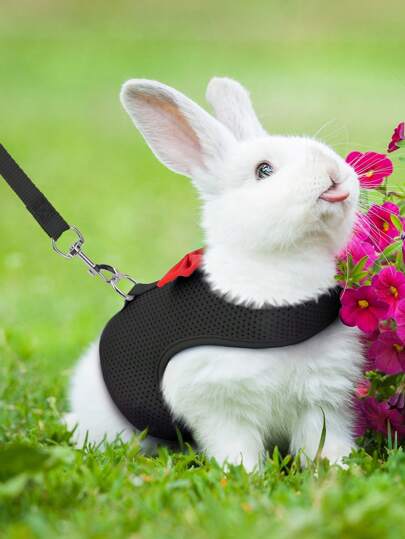 Supet 1pc Breathable Rabbit Harness & 1pc Leash For Small Animal For Outdoor