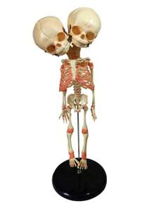 Thủ công trang trí thiết kế hộp sọ 1 cái - Màu vàng - Xem 1