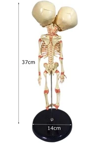 Thủ công trang trí thiết kế hộp sọ 1 cái - Màu vàng - Xem 2