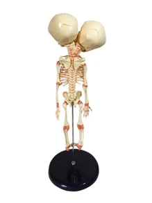 Thủ công trang trí thiết kế hộp sọ 1 cái - Màu vàng - Xem 3