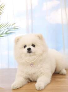 1入組珍珠寵物配件項鍊適用於小和中等寵物,可調節心形PU皮革翻領 - 紫色 - 查看 4